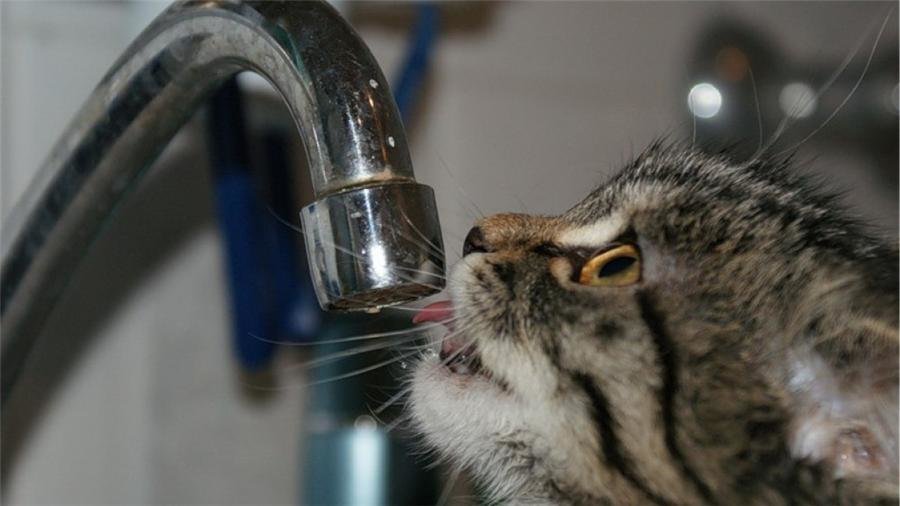  ���������� ����������� ����������� ��������� ���� 