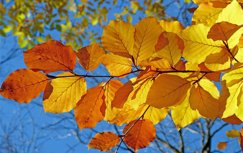  ������ �������� ������� 