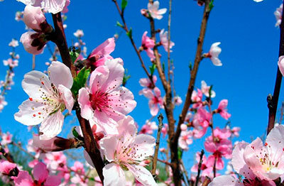  ������ ����� ������������� ����� ��������� ������� 