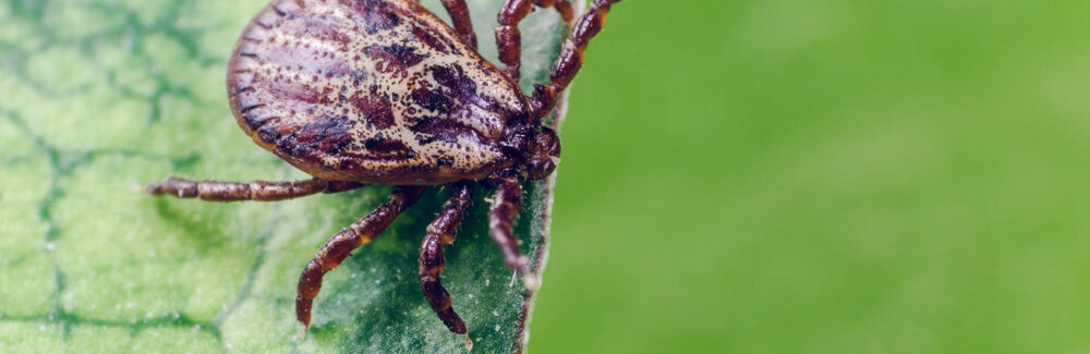  ����������� ������ ������ ���������� 155 �������� 