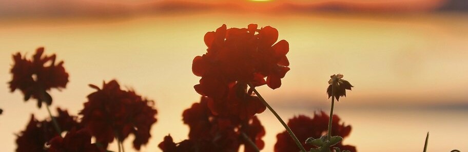  ������ ���� ���� ������ ����� ������ ����������� 