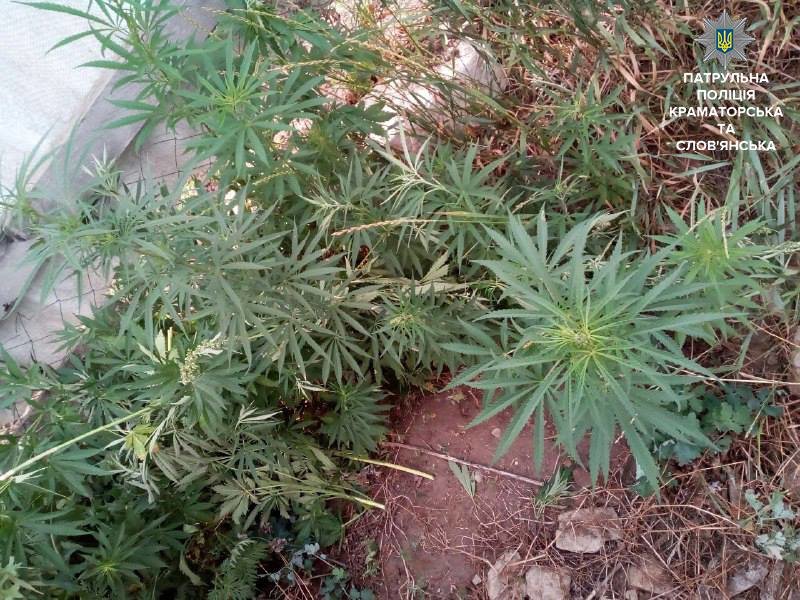 доклад по выявлению и уничтожению конопли