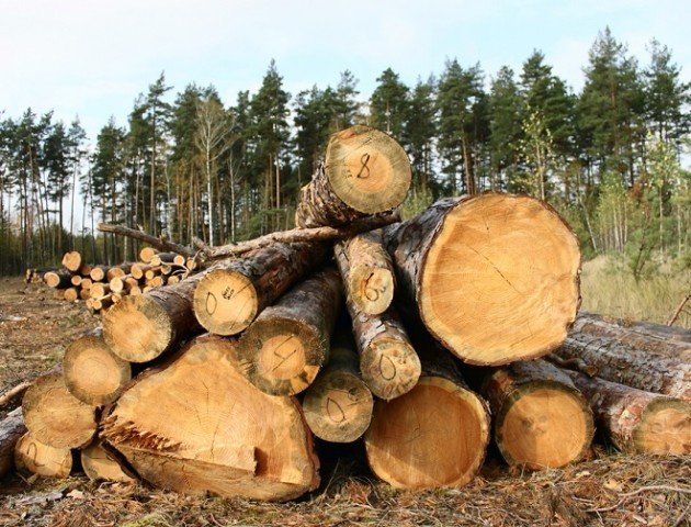 В Україні вдесятеро підвищать штрафи за незаконну вирубку дерев у містах